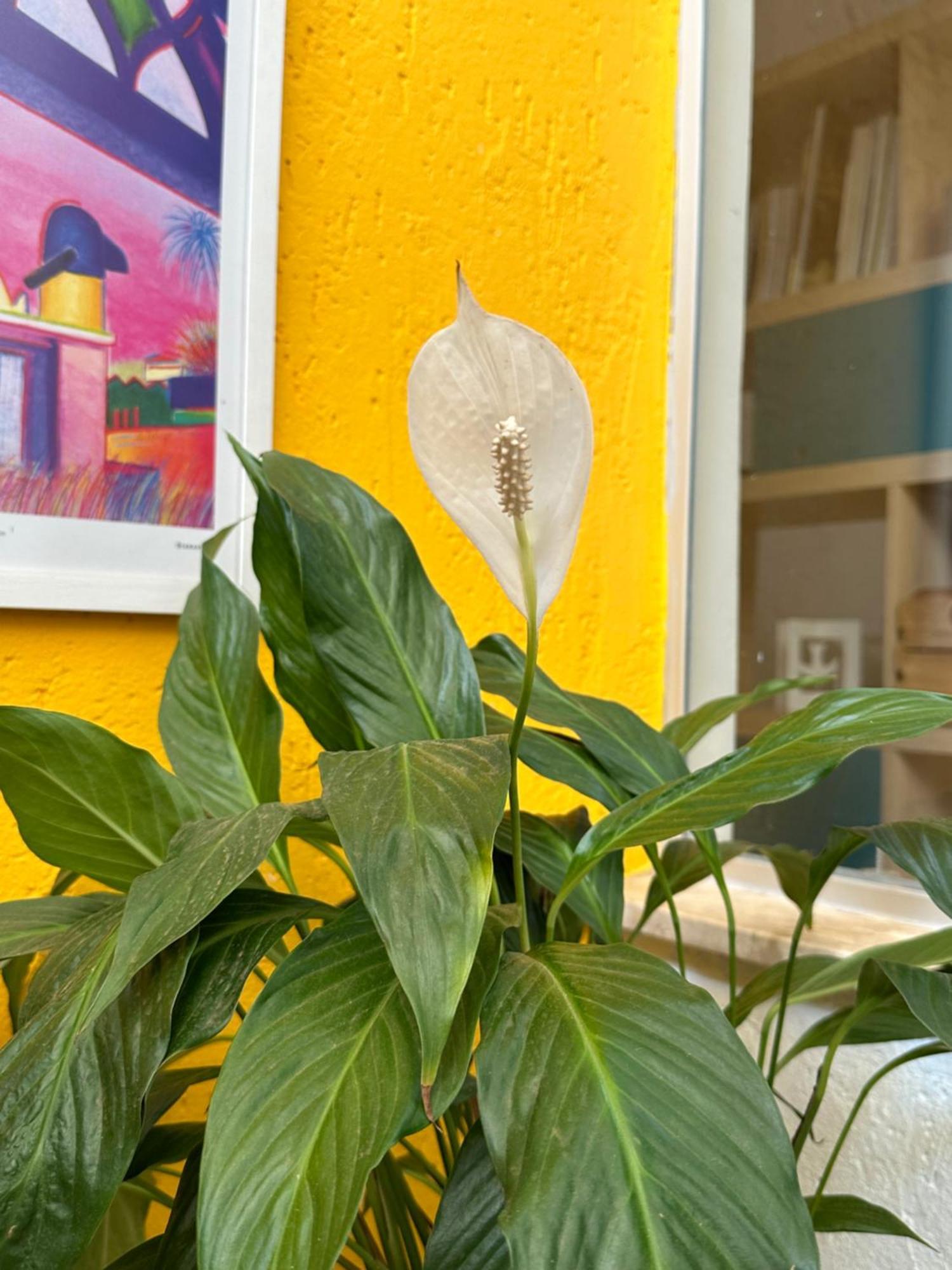 לינה וארוחת בוקר Núcleo Bandeirante Casa Lumen מראה חיצוני תמונה