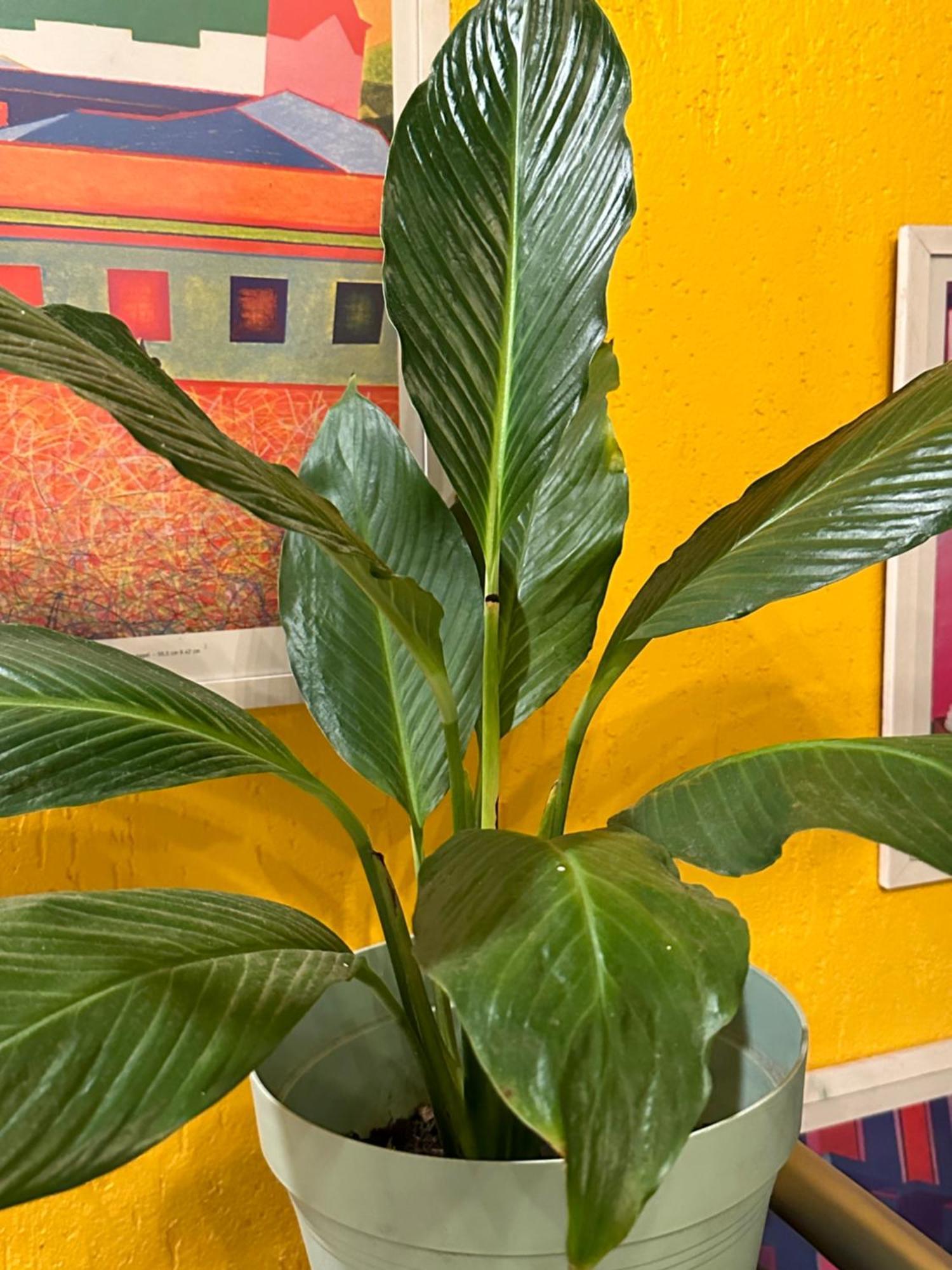 לינה וארוחת בוקר Núcleo Bandeirante Casa Lumen מראה חיצוני תמונה